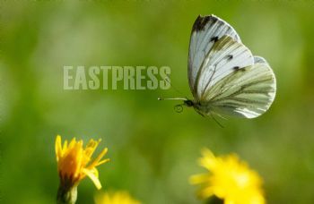 EA333603, Eastpress , Porvoo, Finland